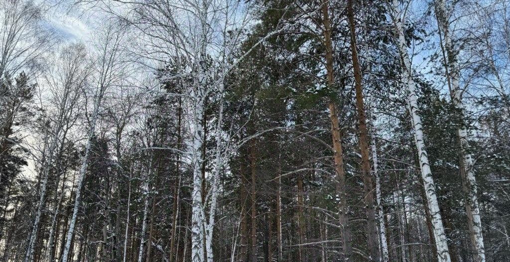 земля р-н Сысертский п Габиевский фото 4