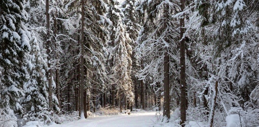 комната городской округ Сергиево-Посадский г Пересвет ул Советская 2 фото 24