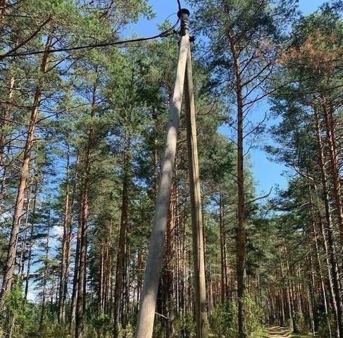 земля д Бор фото