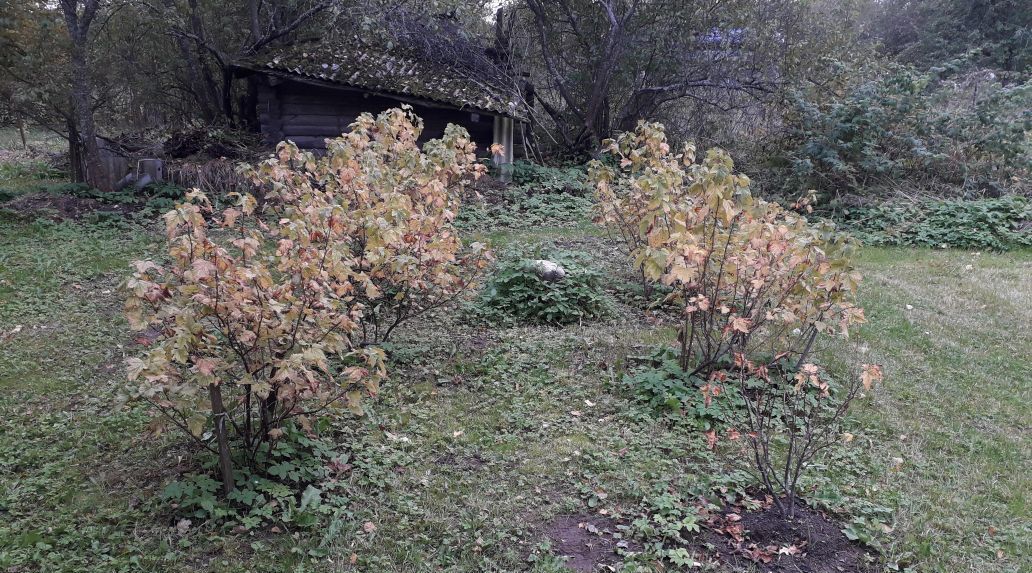 дом р-н Пушкиногорский д Лешово Пушкиногорье муниципальное образование фото 31