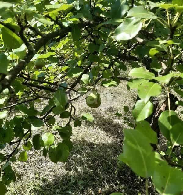 земля г Воронеж городской округ Воронеж, СНТ Отдых фото 3