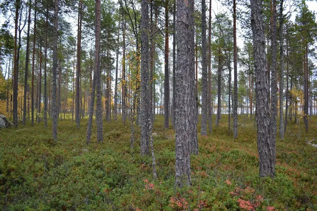 дом р-н Сегежский д Юркиннаволок ул Озёрная 2 Медвежьегорск фото 18