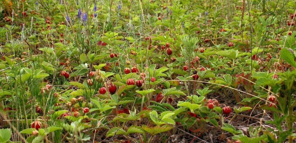 дом р-н Еткульский д Новобаландино ул Молодежная Каратабанское сельское поселение фото 1