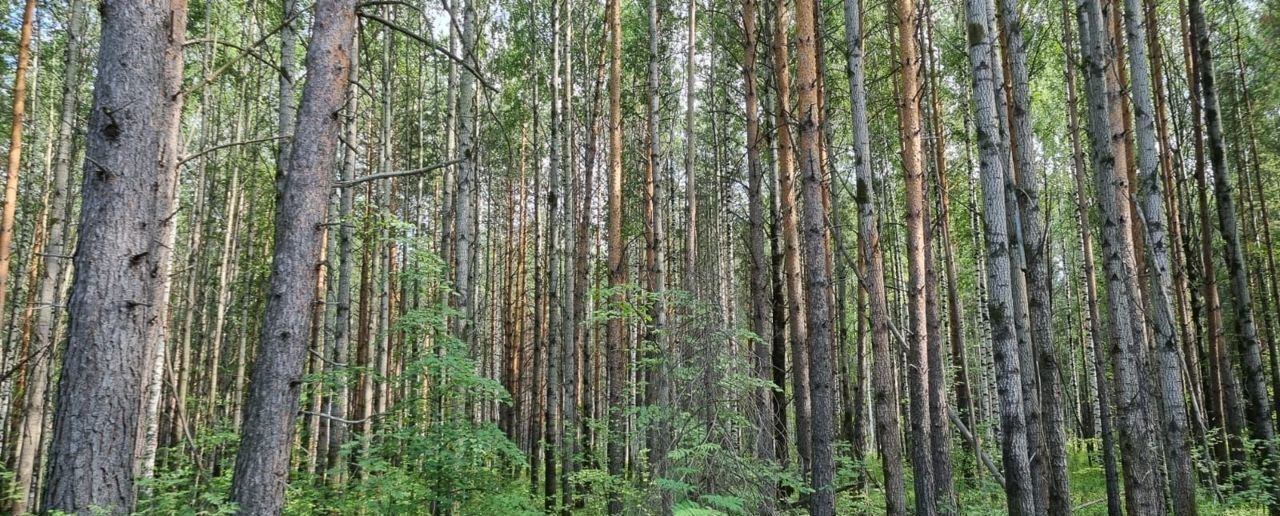 земля г Верхняя Пышма п Ольховка ул Горького Монетный фото 9