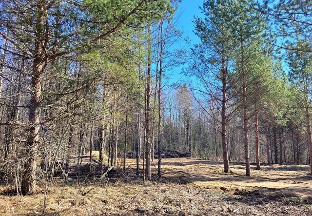 р-н Ломоносовский Лебяженское городское поселение, Сосновый Бор фото