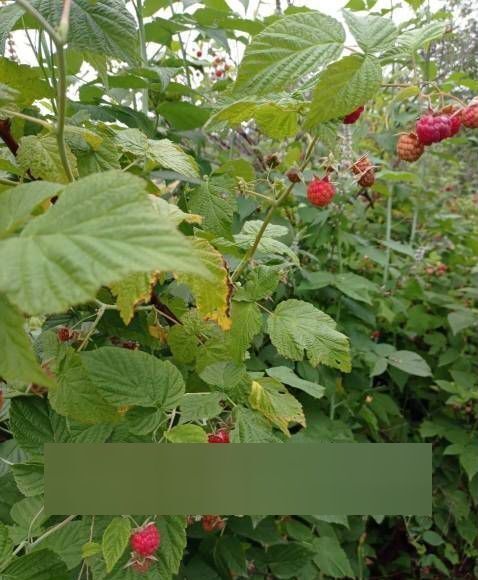 земля г Комсомольск-на-Амуре садовое товарищество Ключевое фото 2