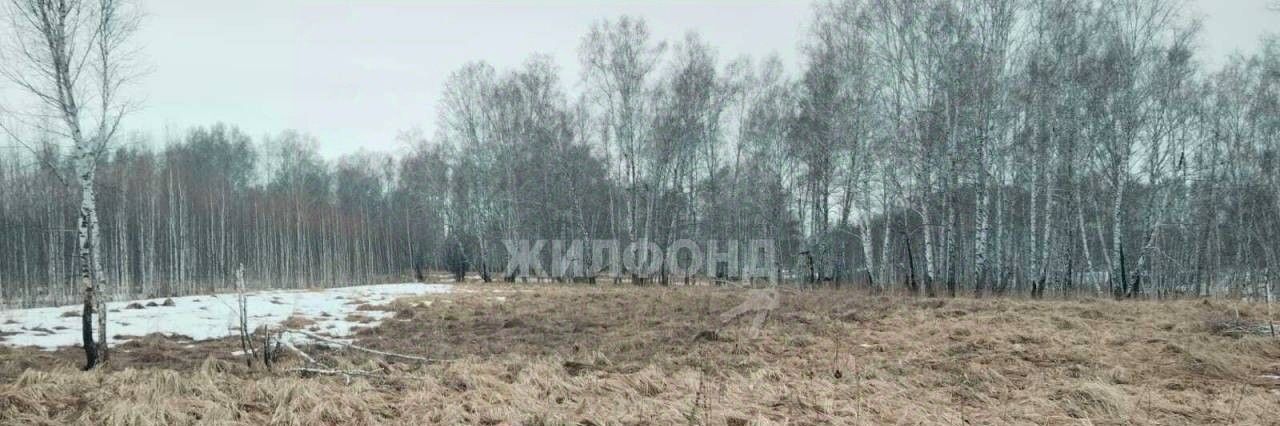 земля р-н Мошковский Р-255 Сибирь, 71-й км фото 3