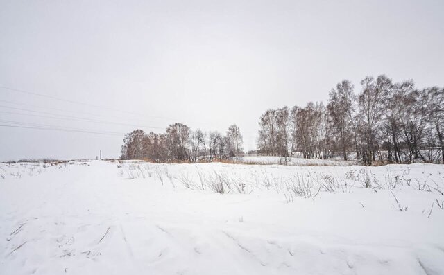 земля снт Сосновское 170, Бердск фото