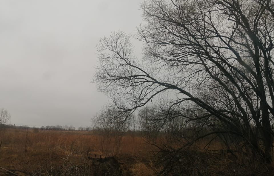 земля р-н Хабаровский село Корсаково-2 фото 3