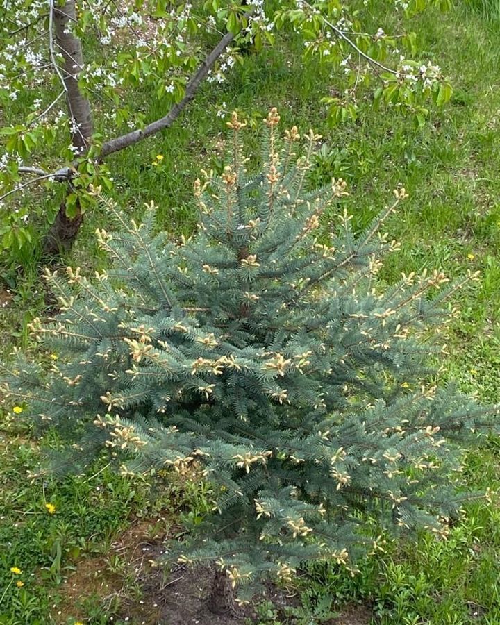 земля р-н Лысковский г Лысково сельский пос. Бор, ул. Куликова фото 8