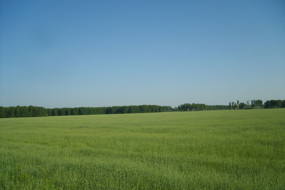 земля р-н Новосибирский село Береговое фото 2