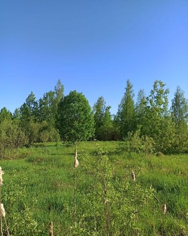 земля д Зарелье ул Лебединая Савинское сельское поселение, Великий Новгород фото