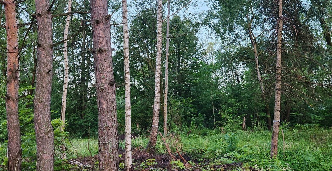 земля городской округ Одинцовский д Хлюпино Большие Вяземы фото 16