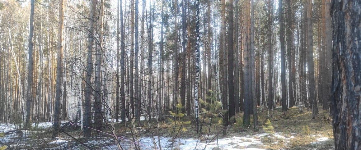 земля р-н Усть-Илимский снт Родник фото 4