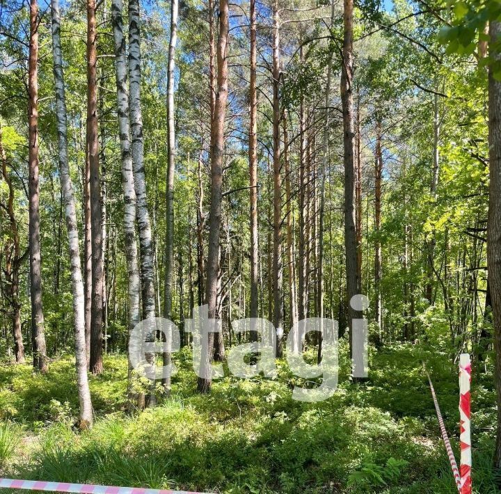 земля р-н Всеволожский д Савочкино ул Центральная Бугровское с/пос, Парнас фото 2