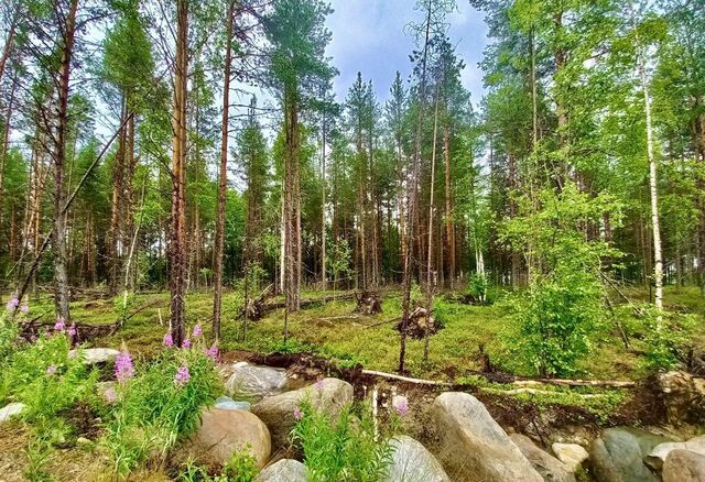 земля д Кимасозеро Ледмозерское сельское поселение, Костомукша фото