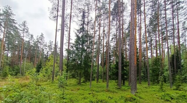 земля пос, Первомайское с фото