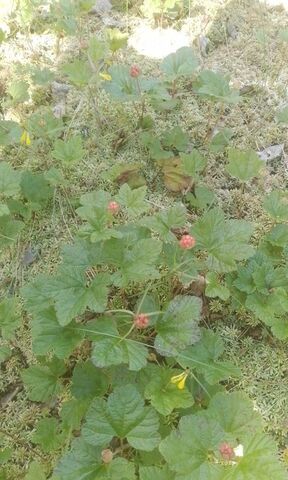 земля ул Полевая Короцкое сельское поселение, Валдай фото