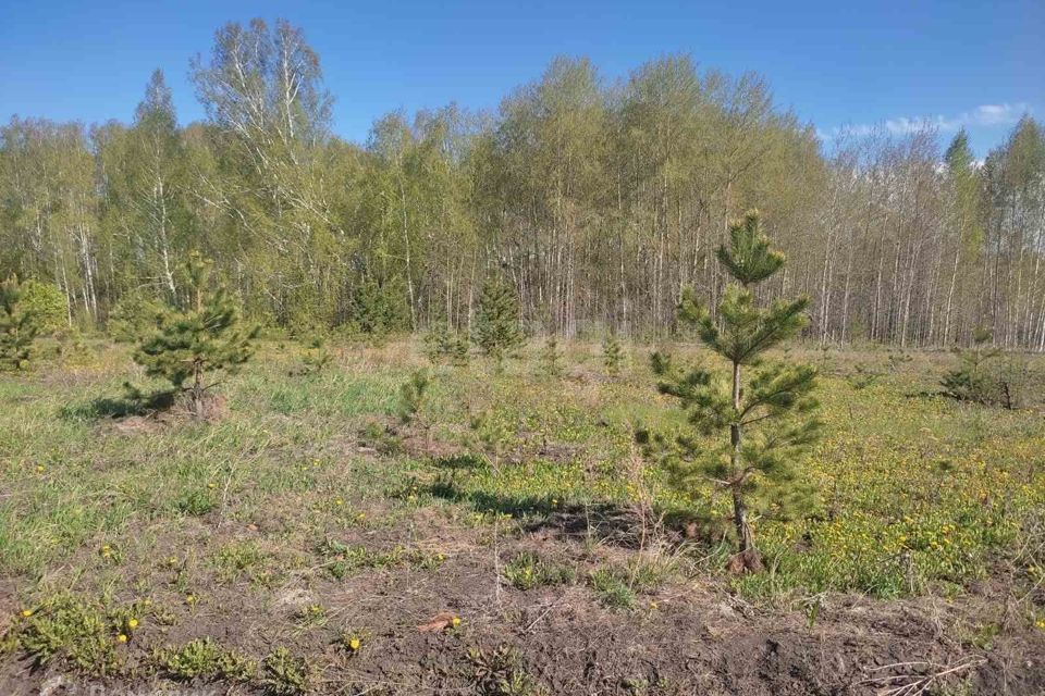 земля р-н Тюменский с Каменка дачное некоммерческое товарищество Подушкино фото 3