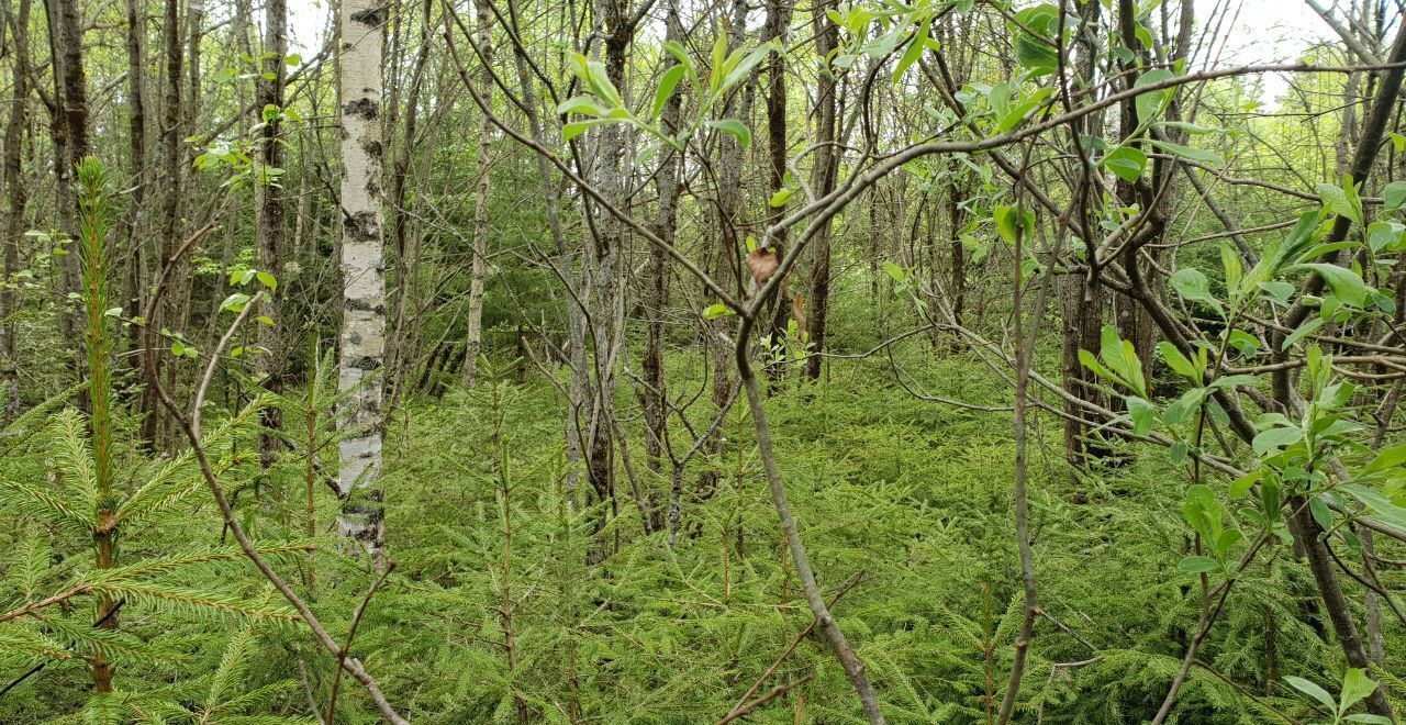 земля городской округ Рузский д Демёнково 73 км, Дорохово, Минское шоссе фото 7