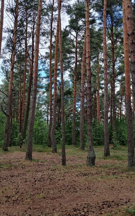 квартира городской посёлок Большая Ижора, улица Астанина, 11А фото 3