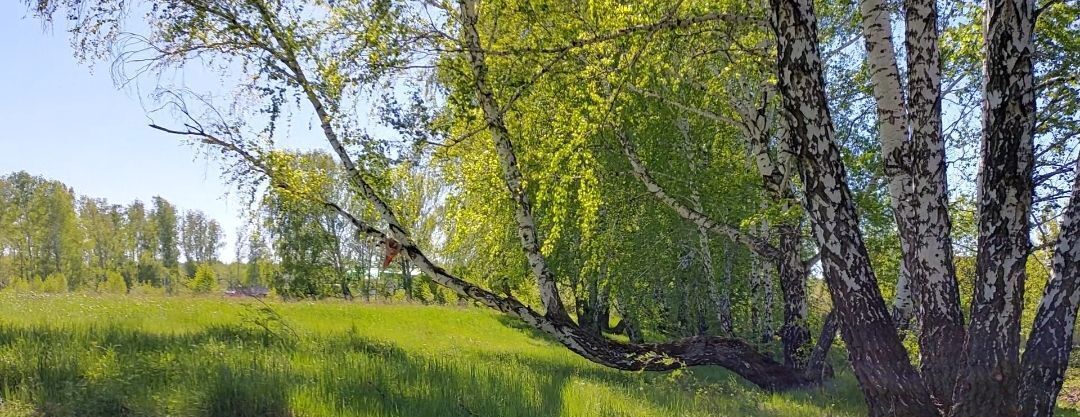 земля р-н Сосновский снт Градостроитель Полетаевское с/пос, ул. 17-я фото 1