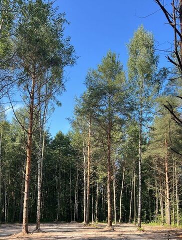 земля Синявинское городское поселение, Синявино городской поселок фото