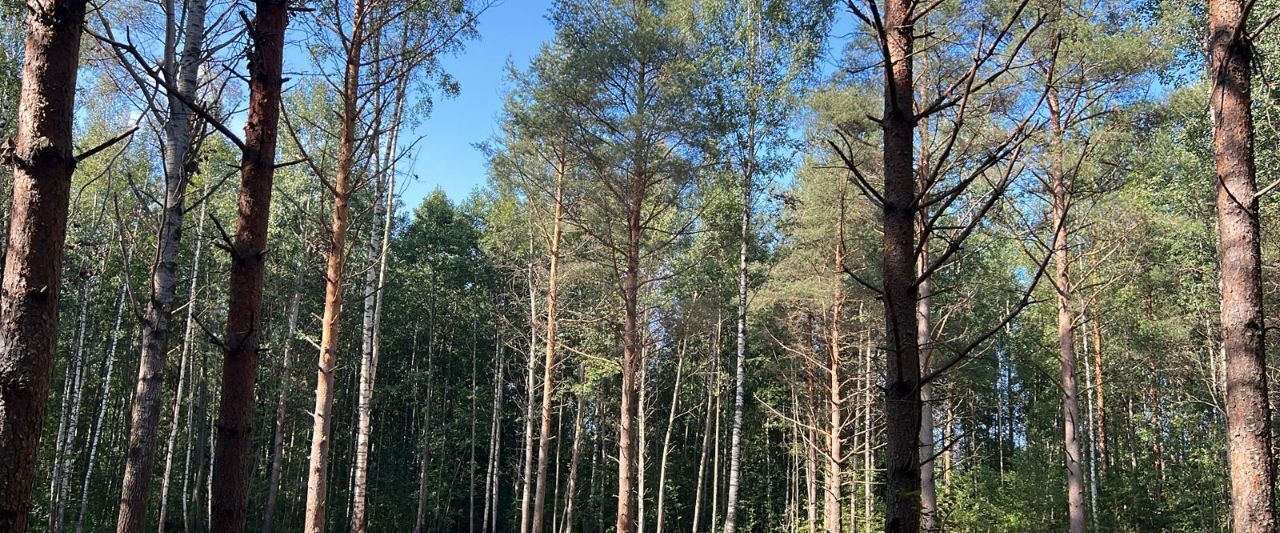 земля р-н Кировский п Синявино ул Восточная Синявинское городское поселение, Синявино городской поселок фото 9