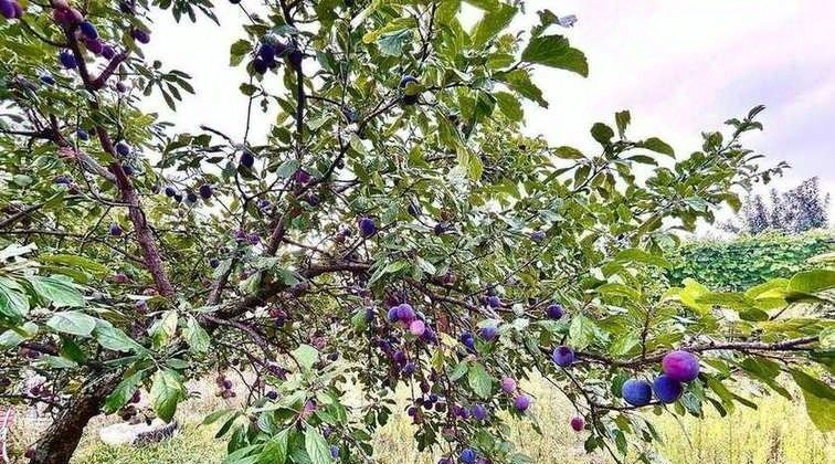 дом г Тольятти пгт Федоровка р-н Комсомольский 14 фото 11