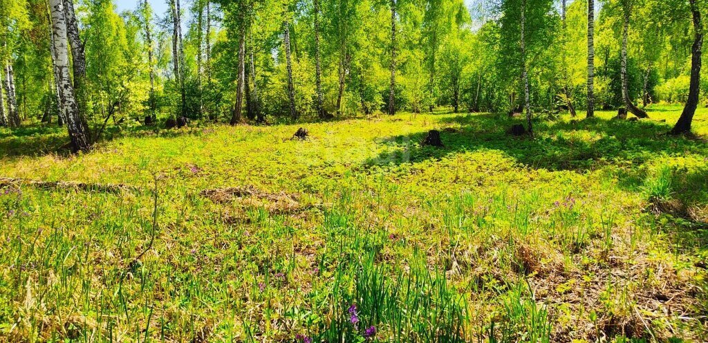 земля р-н Новосибирский с Каменка Берёзовая Роща, Каменский сельсовет фото 6