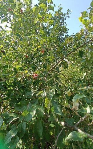 Копейский городской округ, СНТ Юбилейный фото