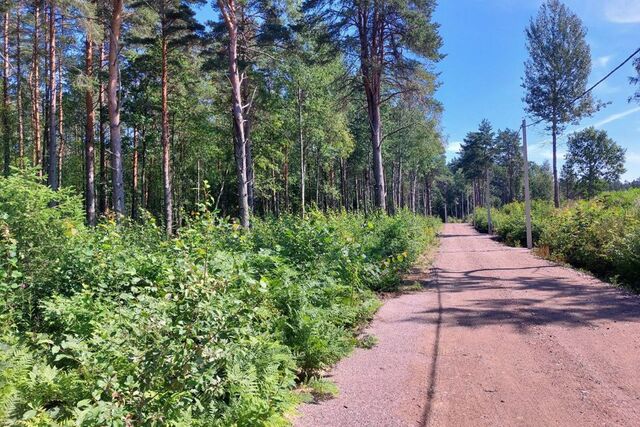 р-н Выборгский фото