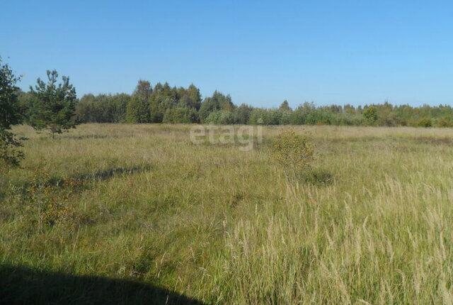 д Тишино Бережанская волость фото