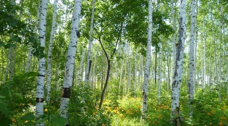 дом городской округ Истра д Чесноково Бенилюкс кп, Нахабино фото 2