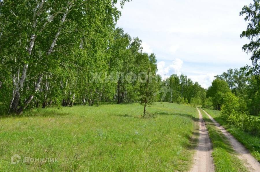 земля р-н Сузунский с Шипуново Братьев Шикалиных фото 2