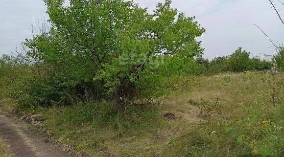 земля р-н Рамонский с Чертовицы ул Дачная фото 3