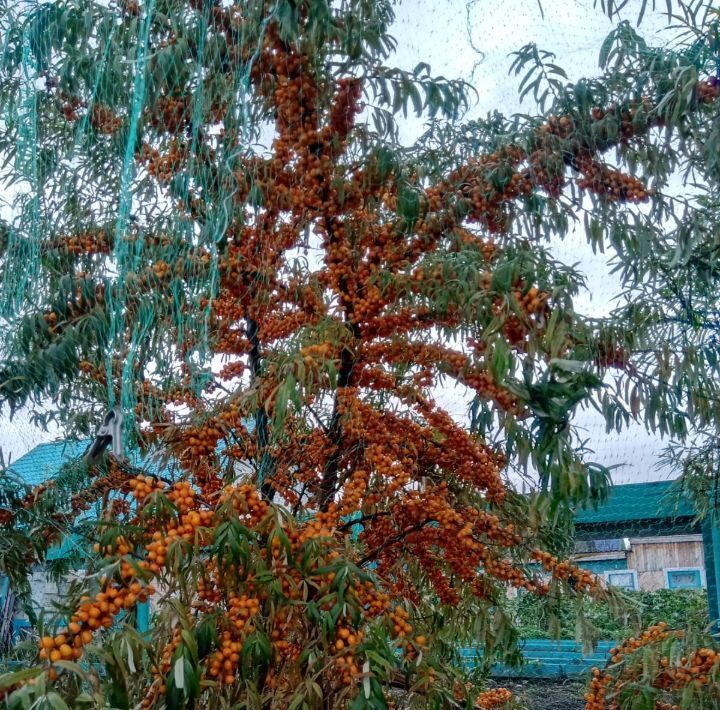 дом г Енисейск ул Гагарина 22 фото 14