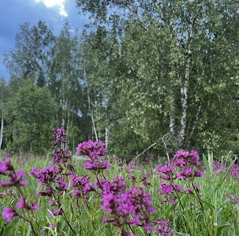 земля ул. Сосновая, Раменский городской округ фото