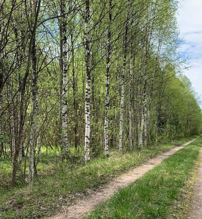 земля р-н Зубцовский д Кучино снт Кучинские поляны фото 9