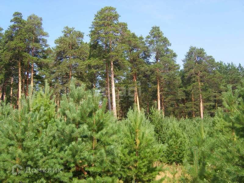 земля р-н Каслинский фото 1