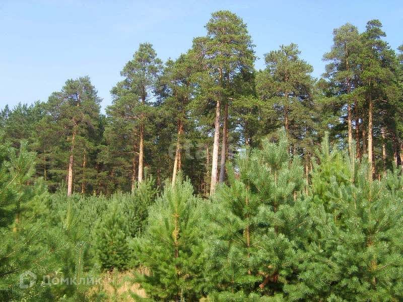 земля р-н Каслинский фото 2