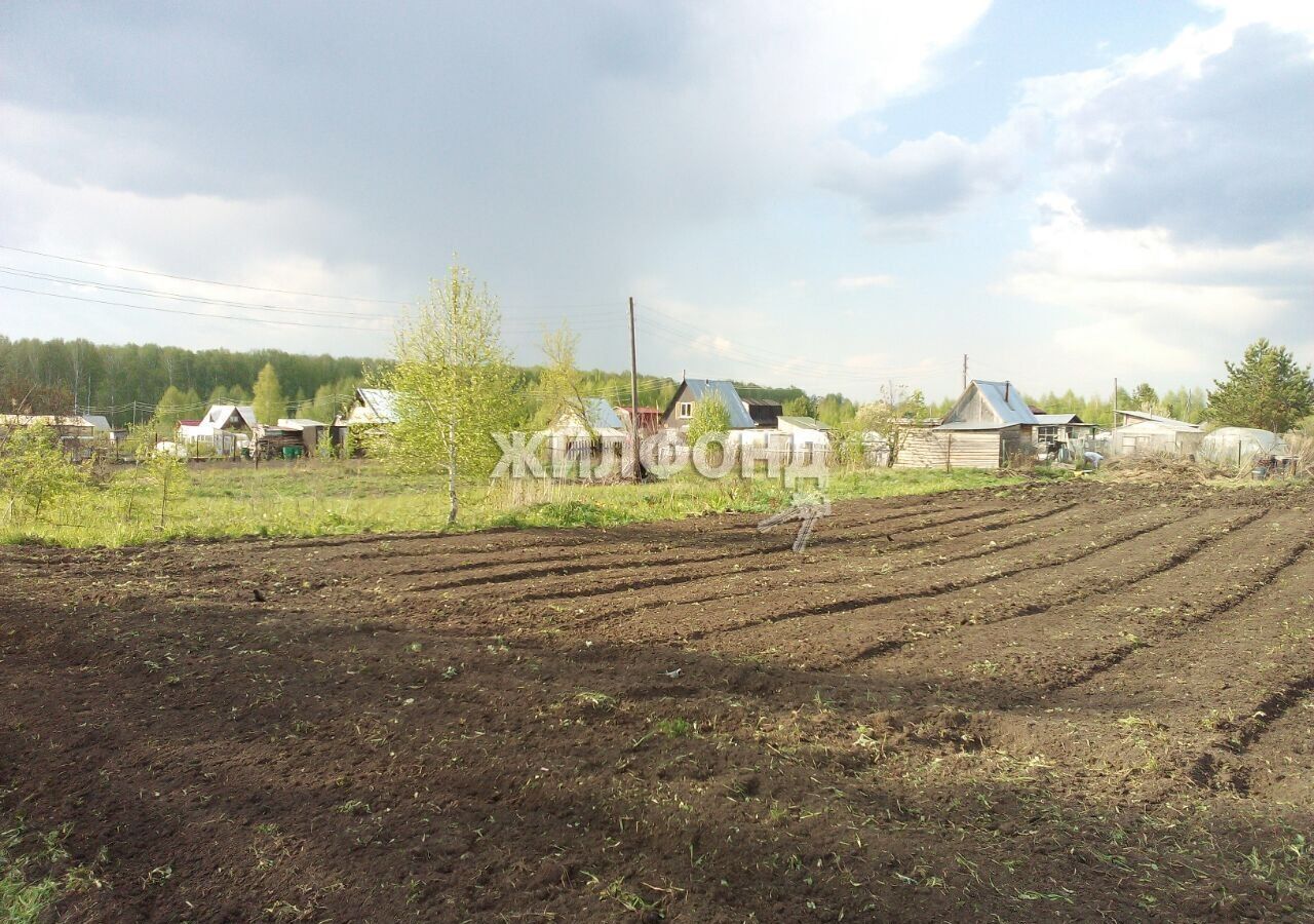 земля р-н Новосибирский с Плотниково Плотниковский сельсовет, Кольцово фото 2