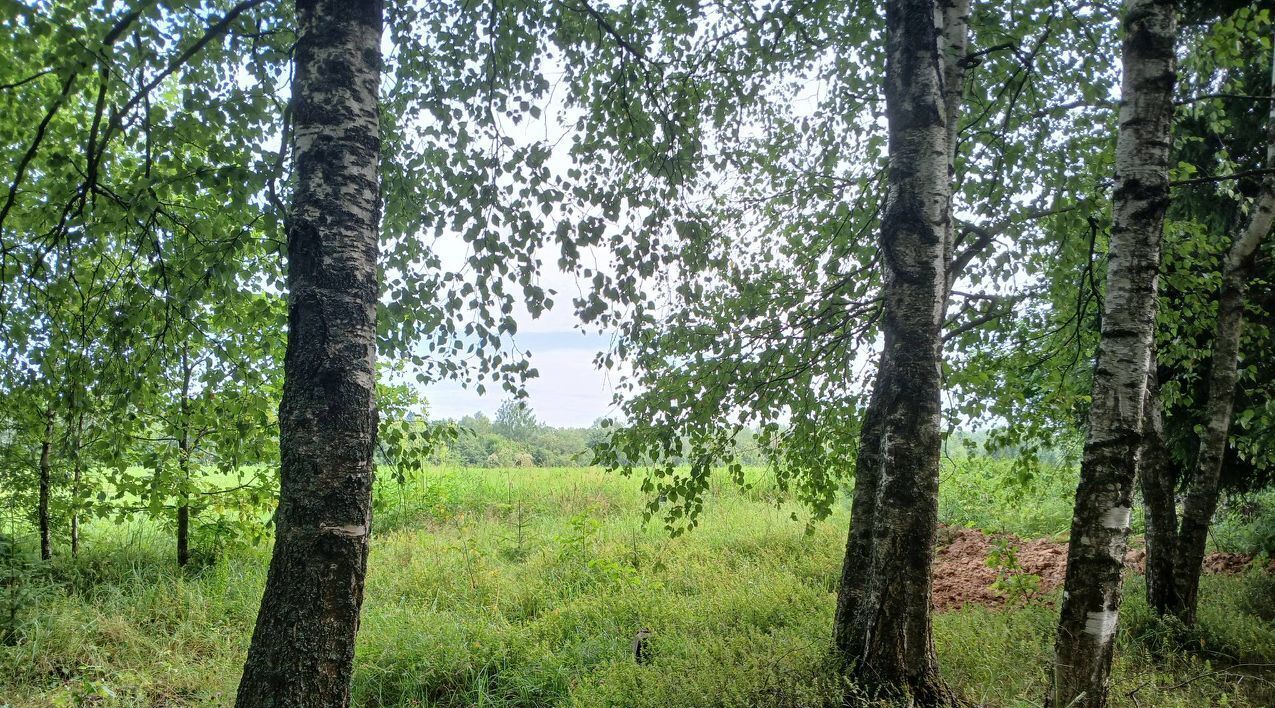 земля городской округ Пушкинский д Василёво снт Калистово СТ, д. Василево, севернее фото 2