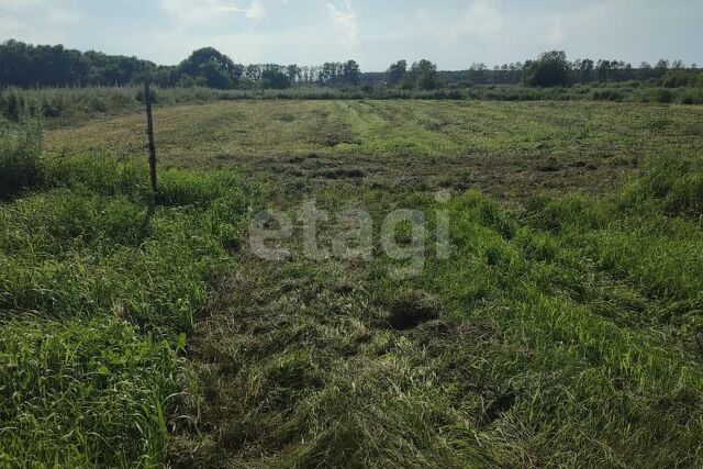 село Грибское фото