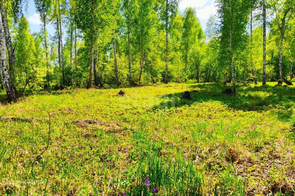 земля р-н Новосибирский село Каменка фото 6