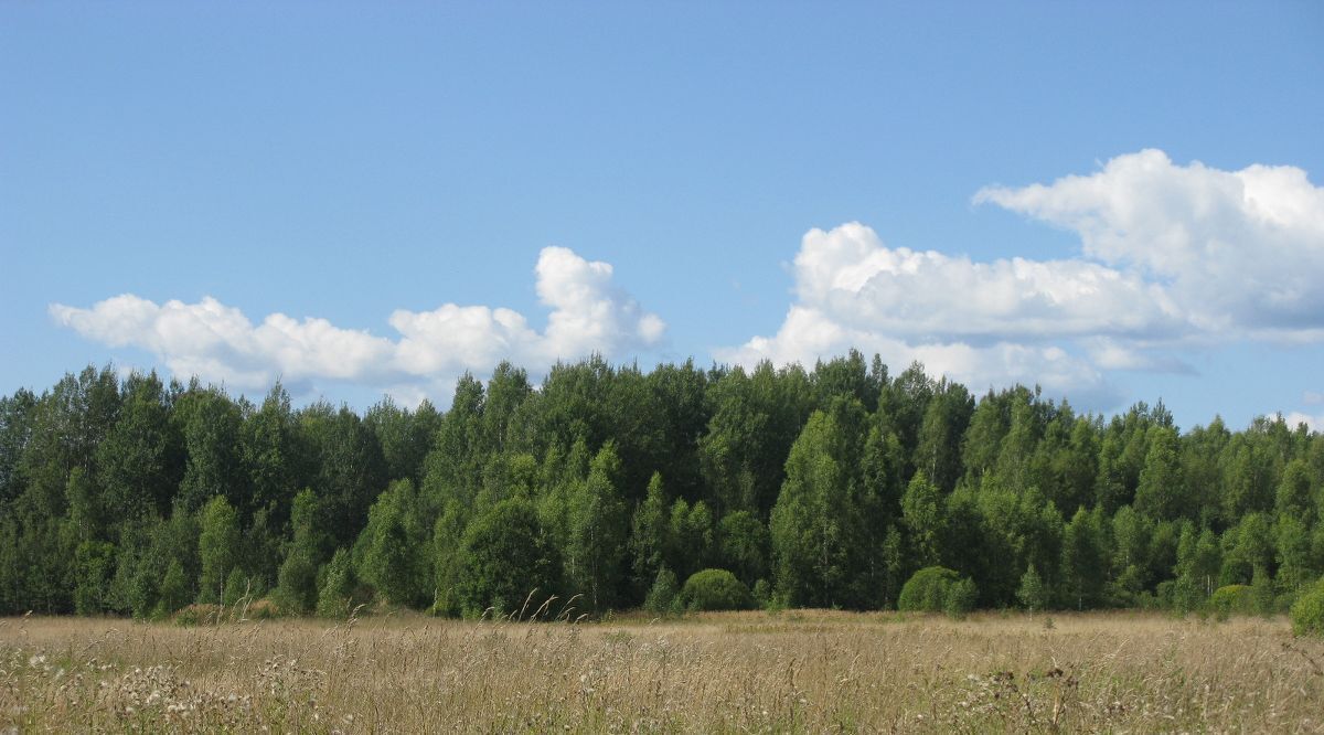 земля р-н Ржевский д Дешевки фото 3