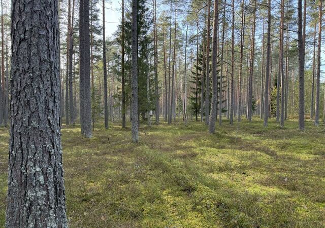 земля Приморское шоссе, 9770 км, Полянское сельское поселение, территория Полянская фото