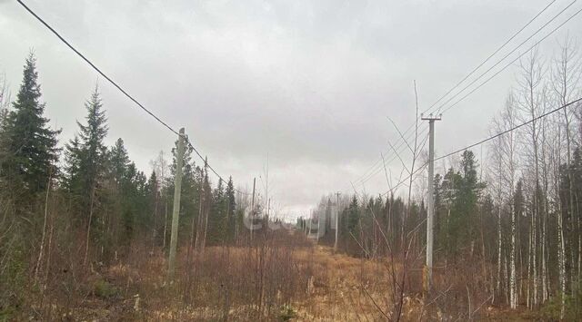 тер урочище Таволожное Ханты-Мансийск фото