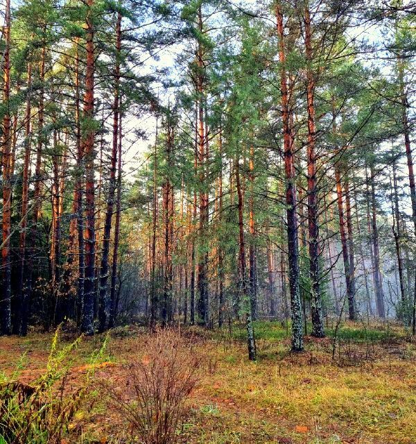 дом городской округ Орехово-Зуевский садовое товарищество Мечта-10 фото 10