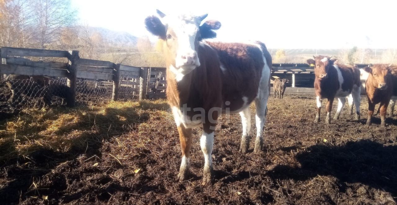 земля р-н Алтайский с Алтайское ул Советская 377 с. Алтайское фото 7